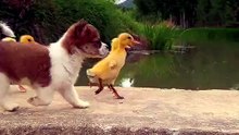 #funny_pets_animals_funny