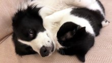 #funny_pets_animals_funny