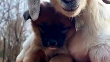 #funny_pets_animals_funny
