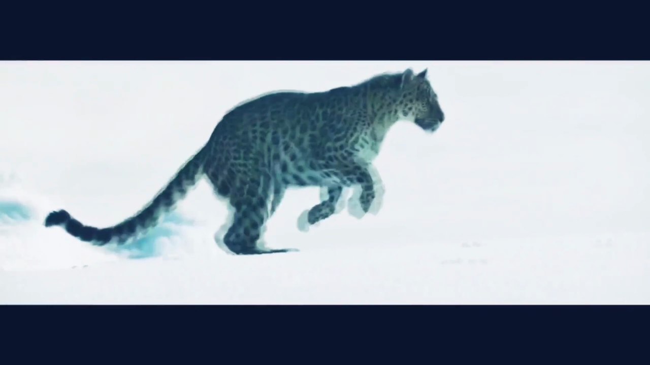 🐯💍...(2)