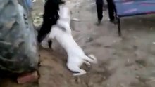 Dogs Fighting | Man Gets Stuck in Tractor Spindle and Spins Like a Wheel