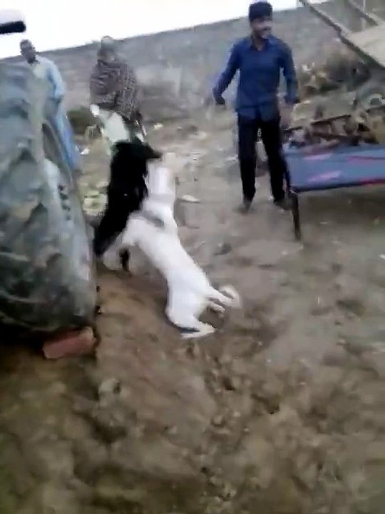 Dogs Fighting | Man Gets Stuck in Tractor Spindle and Spins Like a Wheel