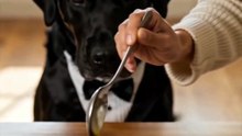 He Thought It Was Just Steak... 🥹🐶