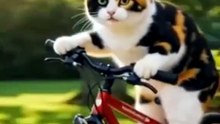 Essa é a história do gato rico. Sua jornada começa bem cedo