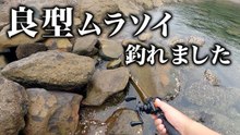 【穴釣り】ゴロタで良型ムラソイ釣れました！