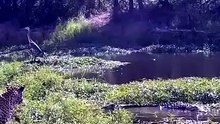 Incredible Wild Footage Of Leopard Encountering Crocodile And Hyena In The Savanna