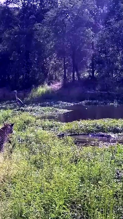 Incredible Wild Footage Of Leopard Encountering Crocodile And Hyena In The Savanna