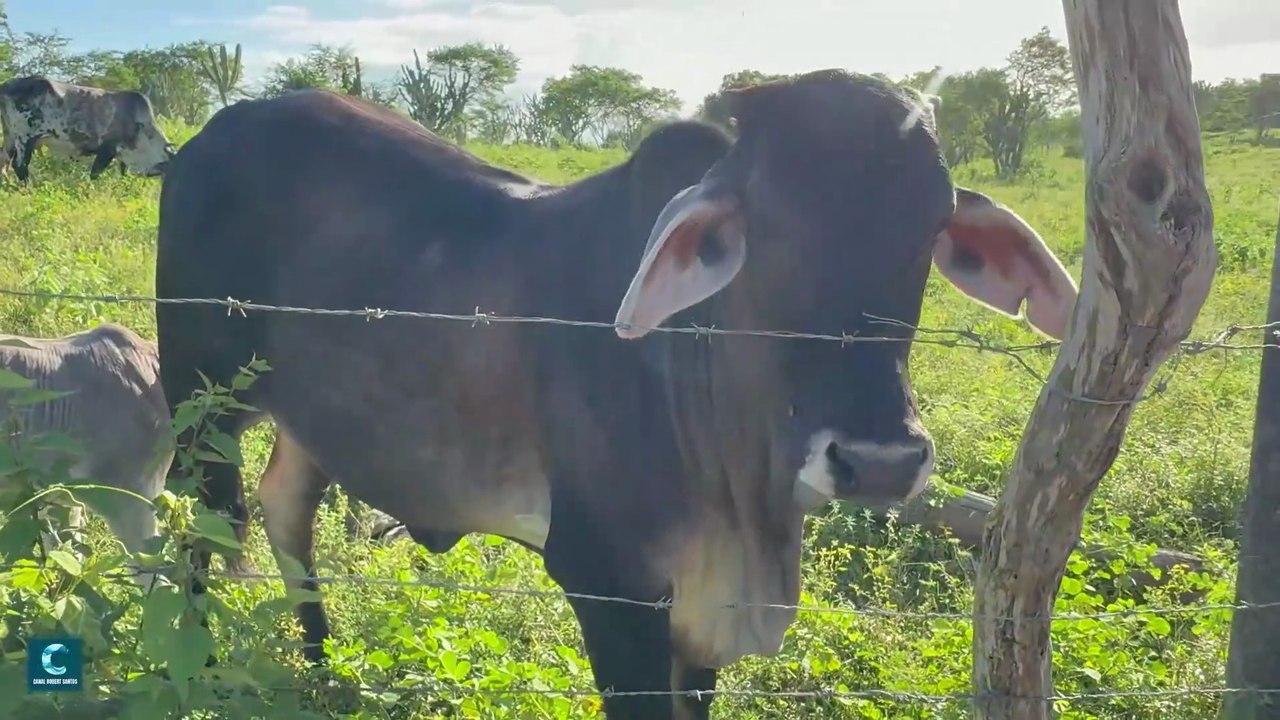 A VIDA SIMPLES NA FAZENDA