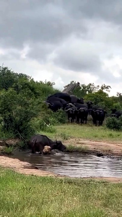 The African buffalo 🐃 never