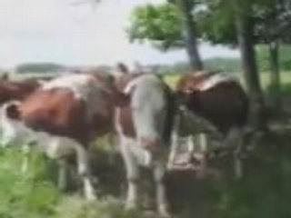 Vaches actrices  obéissantes