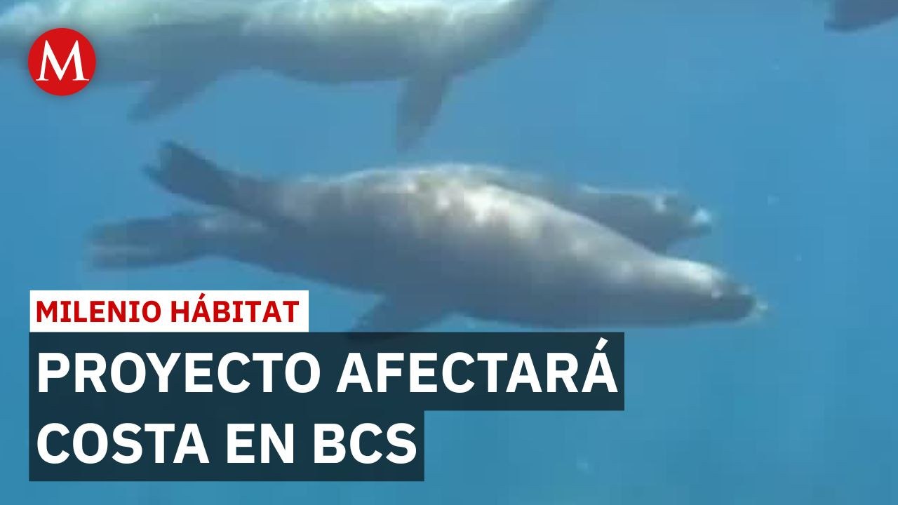 Megaproyecto en Baja California Sur amenaza costa con 39% de mamíferos | Milenio Hábitat