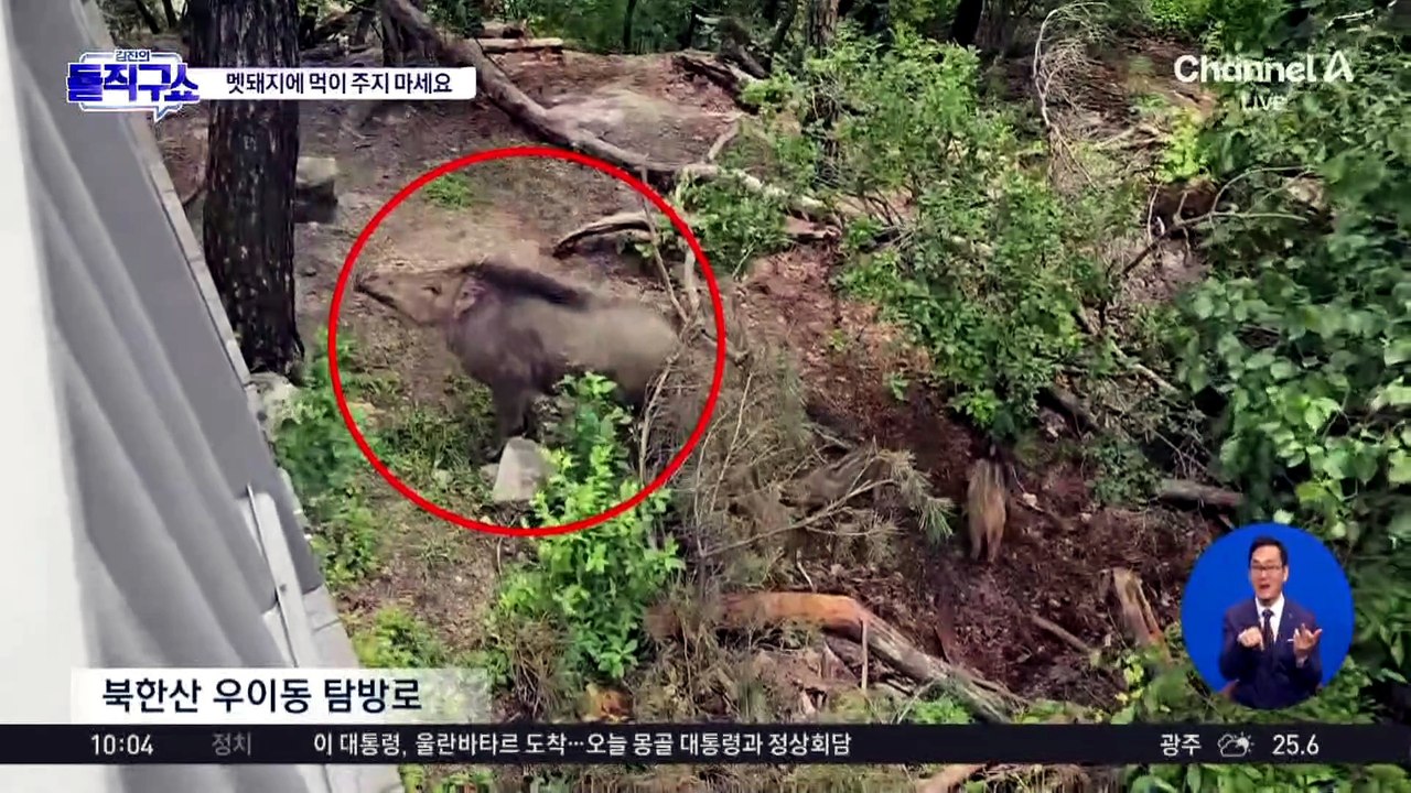 “먹이 주지 마세요”…북한산 등산로에서 멧돼지 목격