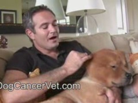 Dog Cancer Biopsy Results: Cancer-Free
