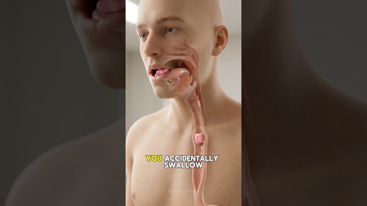 What Happens If You Swallow Gum? (Inside Your Body)