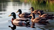 Indian duck