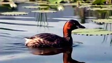 Little greab of India documentry video