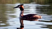 Great created greab in united kingdom documentry video