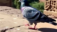 Rock peagen of India documentry video