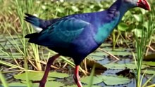 Swamphen of India real documentry video