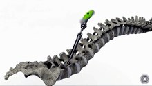 backbone