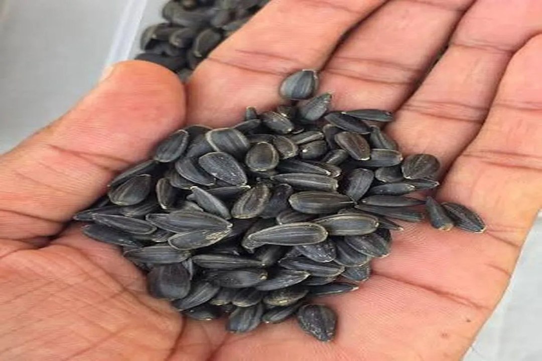 swm news: खेती का बदलता दौर: प्रमाणित बीजों से बढ़ी पैदावार की आस