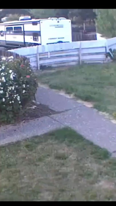 When all you wanted to do was get your grocery delivery. 🦨 #skunk #surprise #hahaha😂😂😂