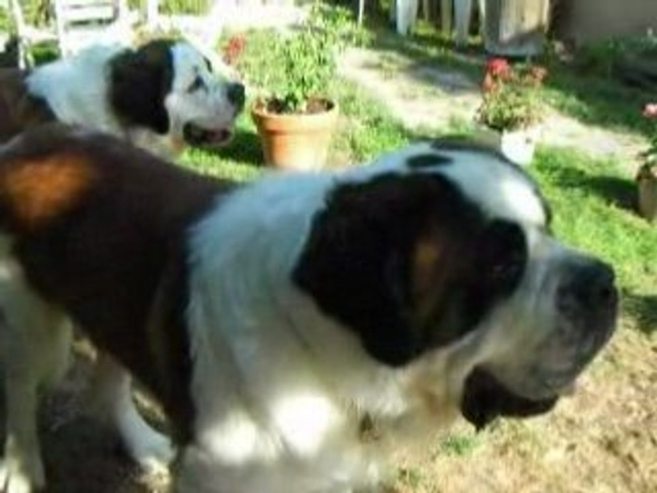 Mumuse de St Bernard