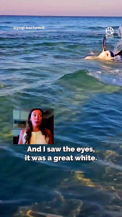 We Dove Into the Water to Save a Shark 🦈❤️#Shark #SharkRescue #MarineLife #Ocean #AnimalRescue #WildlifeRescue #SaveAnimals #OceanLife #Nature #Wildlife #AnimalLover #RescueStory #Conservation #Heartwarming #Shorts