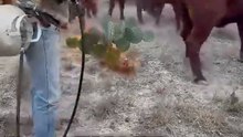 How Farmers Turn Spikes Into Juicy Snacks