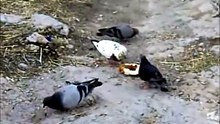 For a piece of bread...