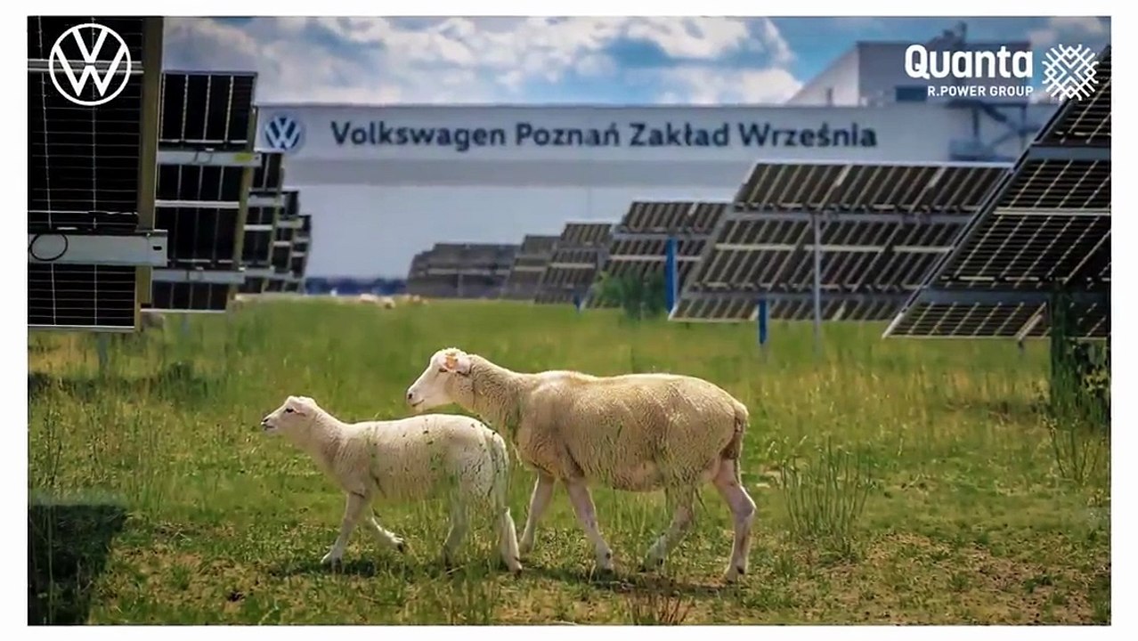 Volkswagen com ovelhas