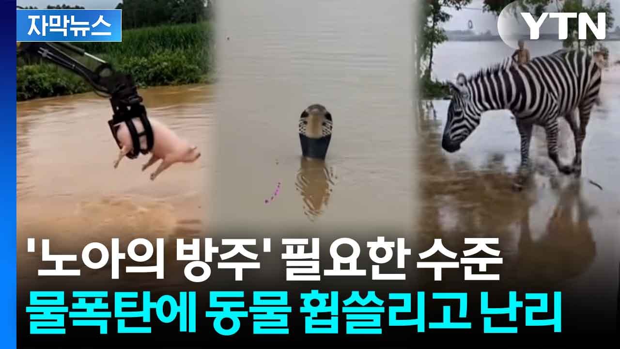 [자막뉴스] 태풍 휩쓸고 간 중국 '아수라장'...돼지 1만 6천 마리 물에 '둥둥'...