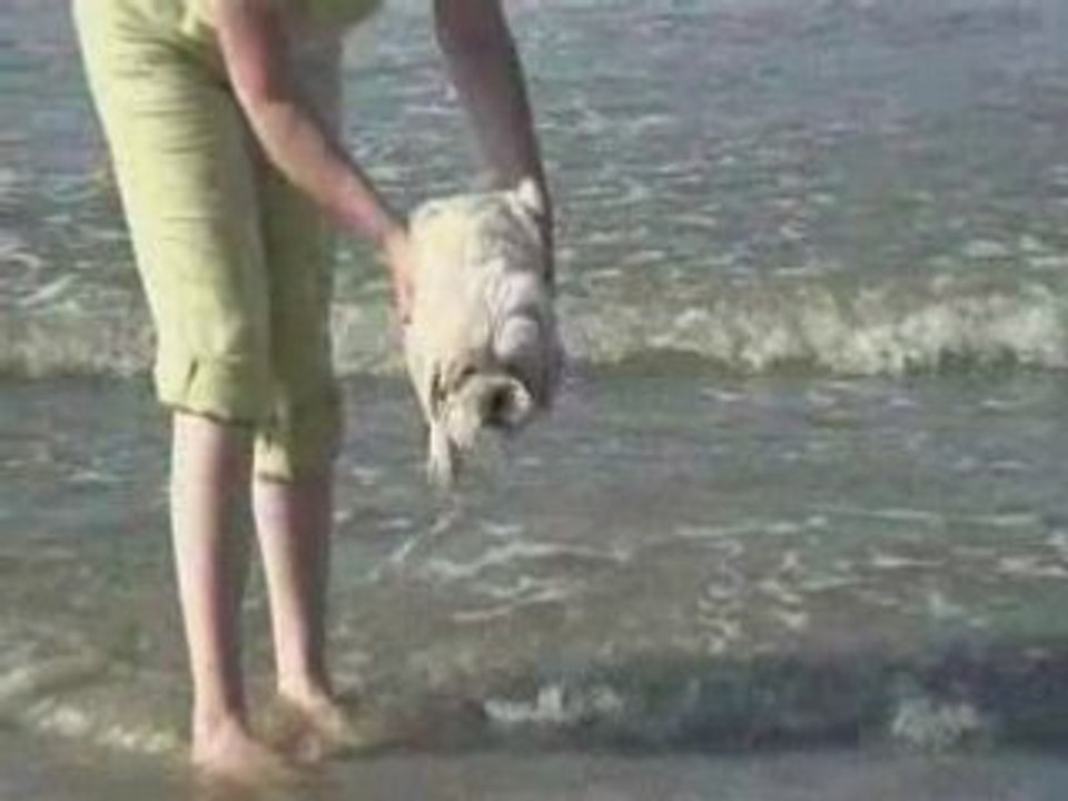 Chien a la mer