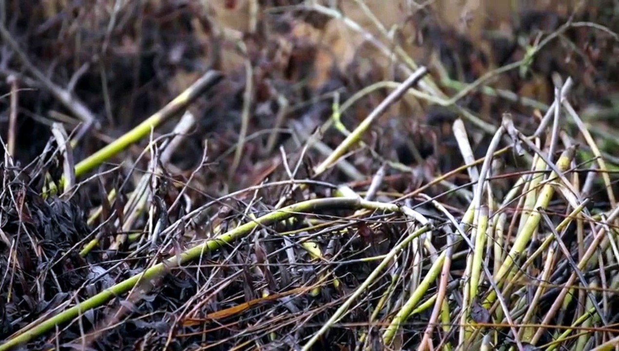 Sam & Ade Go Birding S01E03