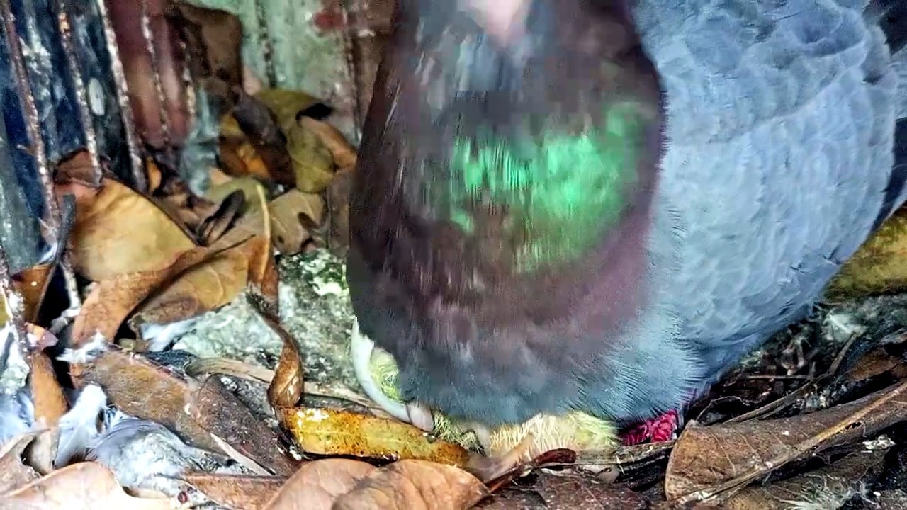 Pigeon Farming At The Home | Pigeon Care