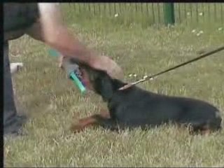 Daïcko 3 mois test mordant 2 07 08