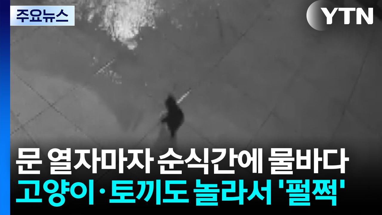문 열자마자 순식간에 물바다...고양이·토끼도 대피 [제보영상]  / YTN