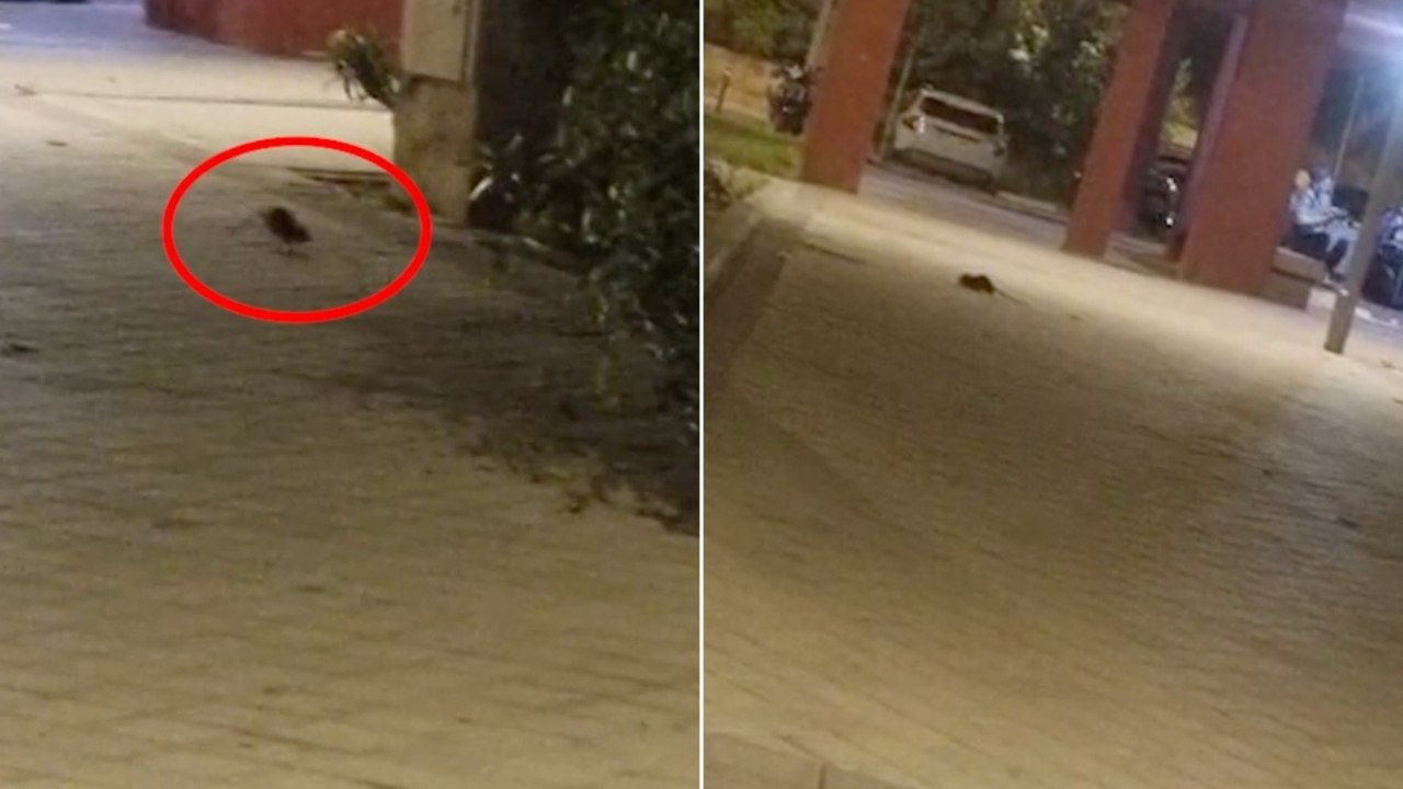 Las ratas regresan al barrio de Lucero un mes d...