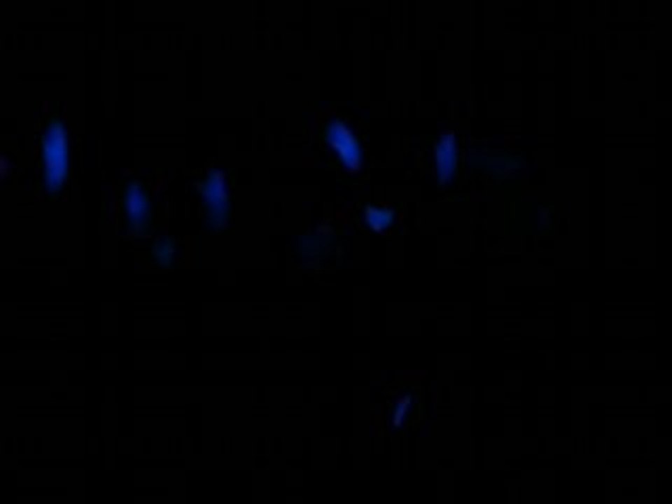 danse fluo
