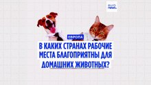 Собаки и кошки в офисе: да или нет? Самые дружелюбные к питомцам страны Европы