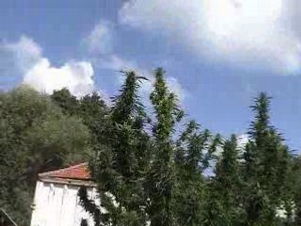 weed5