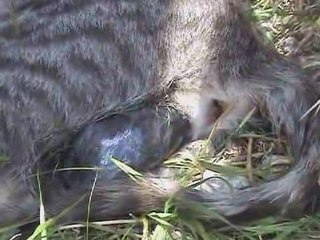 Notre ferme pédagogique - Naissance d'un chaton