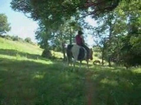 27 juin / travail à pied et monté en licol au champ