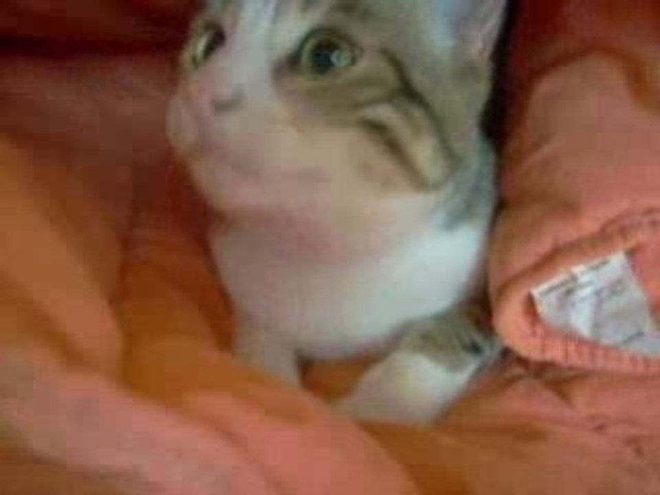 chaton trop choux