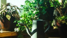 Importância da rega correta para plantas em vasos  #plantas  #shorts