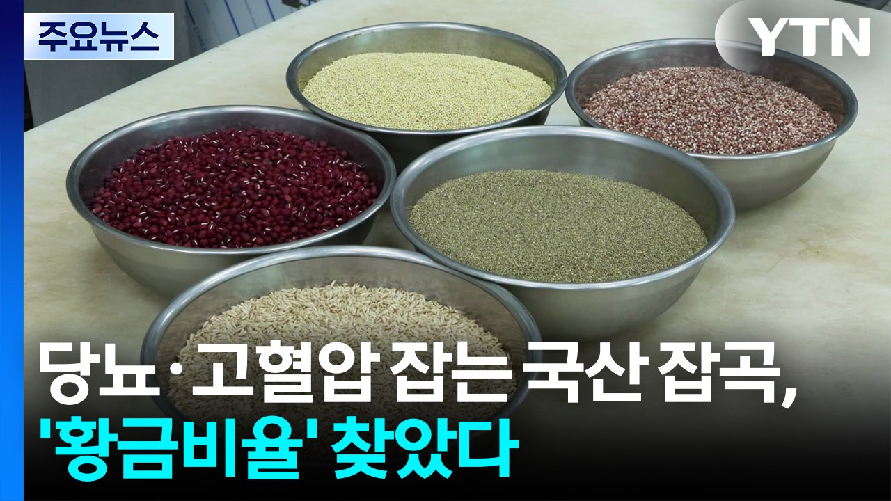 [녹색] 당뇨·고혈압 잡는 국산 잡곡, '황금비율' 찾았다 / YTN