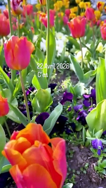 🌍 22 Avril 2026. C'est le Jour de la Terre. Vous allez planter quelque chose ? #earthday #jour.mp4