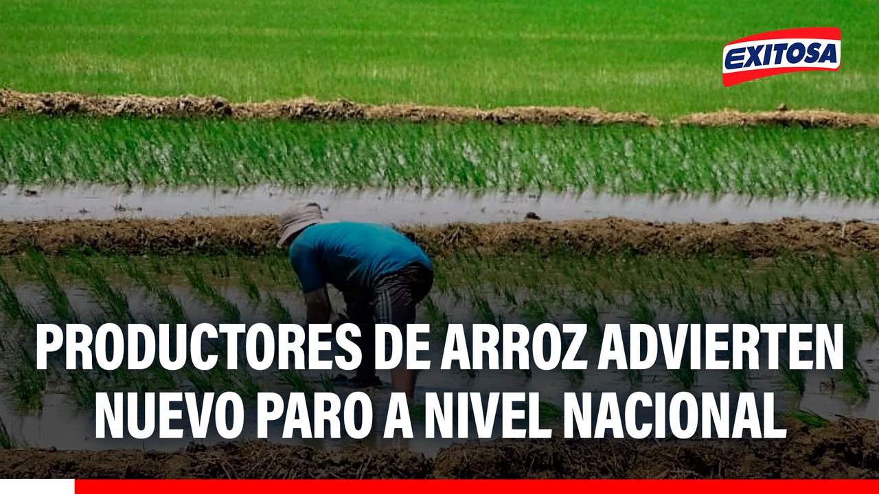 Productores de arroz advierten nuevo paro a nivel nacional si ejecutivo no atiende demandas