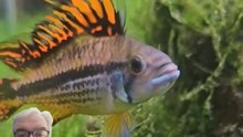 ​Un perroquet dans un aquarium ? Pas tout à fait ! 🐠🦜