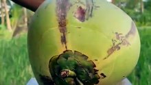 Freshly trimmed green decorative coconut🥥💚✨  #reels  #Coconut  #oddlysatisfying  #asmr
